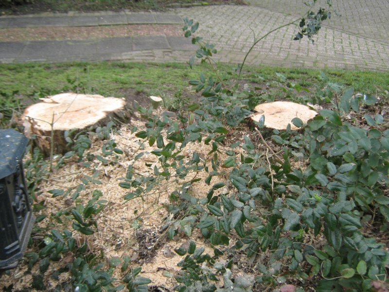 IMG 2016
